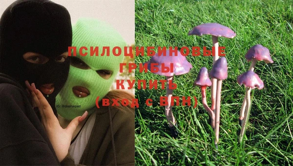стаф Новозыбков